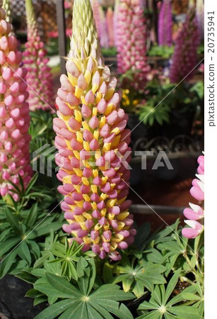 Rubinus flower yellow Rubinus flower yellow 20735941