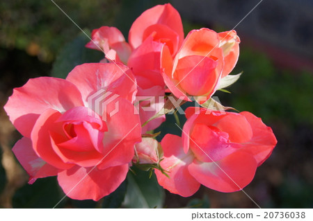 濃郁的三文魚上升了粉紅色 濃郁的三文魚上升了粉紅色 20736038