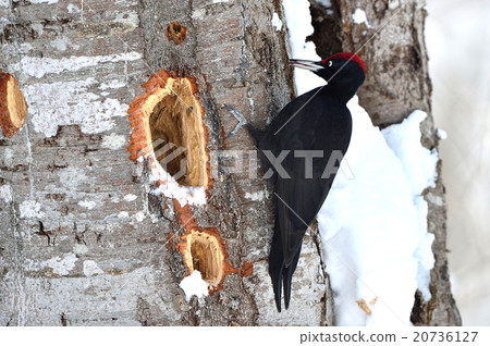 Winter bear seal Winter bear seal 20736127