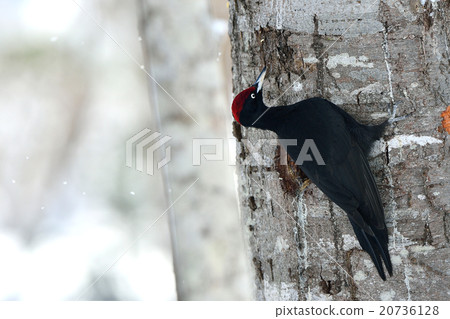 Winter bear seal 20736128