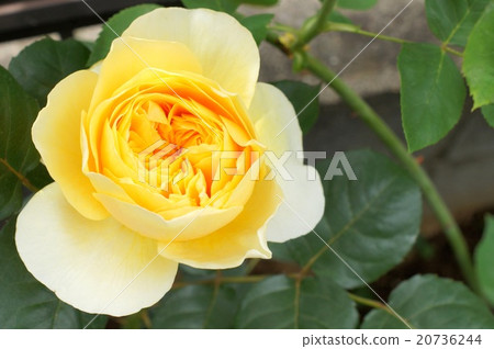 Jeanne d'Arc（四分之一玫瑰花的黃玫瑰） 20736244