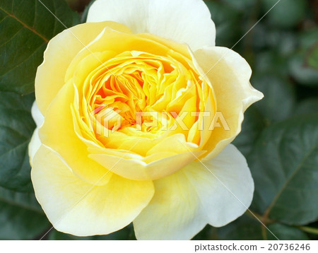 Jeanne d'Arc (yellow rose of quarter rosette) Jeanne d'Arc (yellow rose of quarter rosette) 20736246