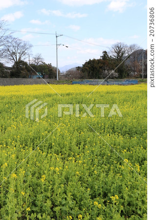 強姦開花 強姦開花 20736806