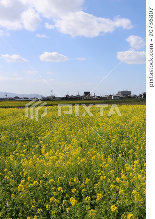 強姦開花 強姦開花 20736807