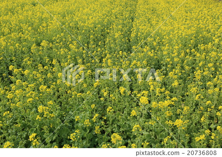 強姦開花 強姦開花 20736808
