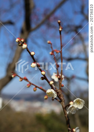 梅花 梅花 20736810