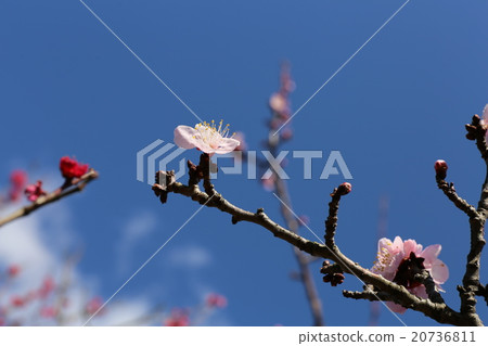 梅花 梅花 20736811