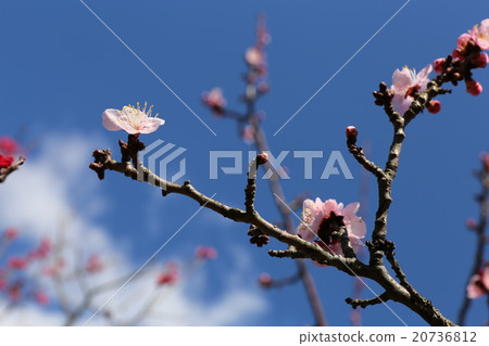 梅花 梅花 20736812