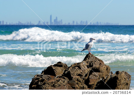 Seagull on the rock at Burleigh Heads Seagull on the rock at Burleigh Heads 20736814