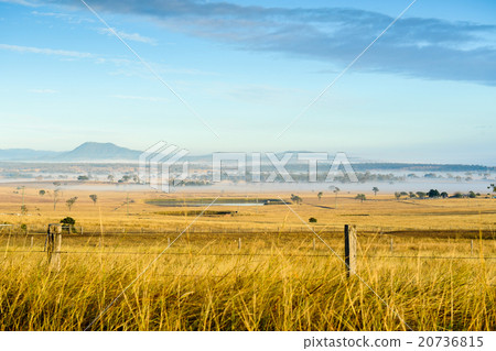 Golden grass field at Peak Crossing Golden grass field at Peak Crossing 20736815