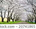 Oita River riverbed cherry blossom row tree 20741865