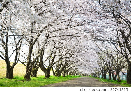 Oita River riverbed cherry blossom row tree Oita River riverbed cherry blossom row tree 20741865