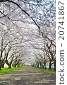 Oita River riverbed cherry blossom row tree 20741867