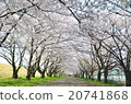 Oita River riverbed cherry blossom row tree 20741868