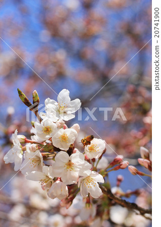 Sakuragi · Flowering · Bee 20741900