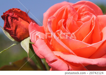 Orange big wheat (rose) Orange big wheat (rose) 20742124