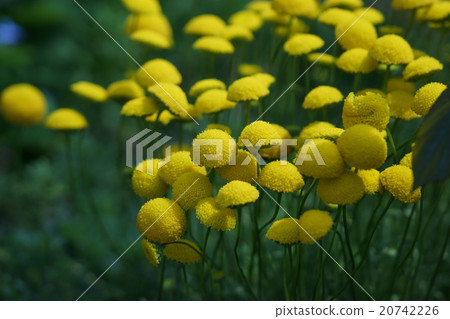 My name is Hana Firefly. 20742226