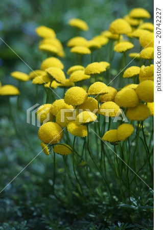 My name is Hana Firefly. 20742227