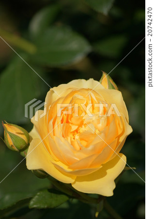 黃色杯子開花上升了 20742470