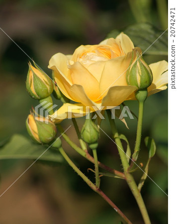 黃色杯子開花上升了 黃色杯子開花上升了 20742471