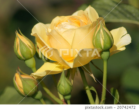 黃色杯子開花上升了 黃色杯子開花上升了 20742472