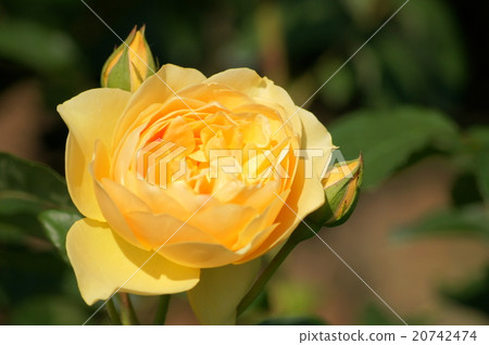 黃色杯子開花上升了 黃色杯子開花上升了 20742474