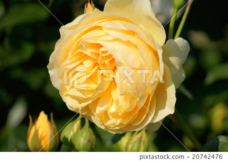 黃色杯子開花上升了 20742476