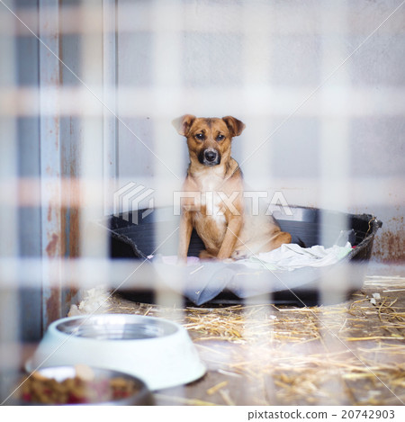 Dog in cage Dog in cage 20742903