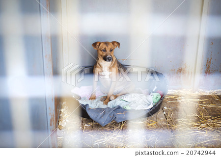 Dog in cage Dog in cage 20742944