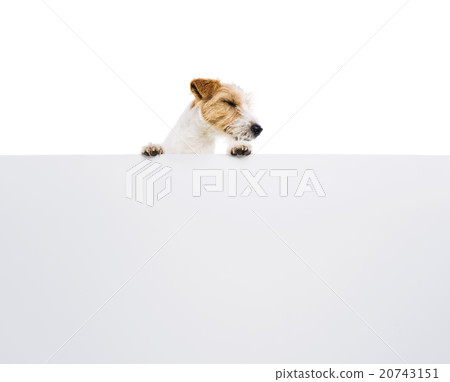 Young dog above banner isolated 20743151