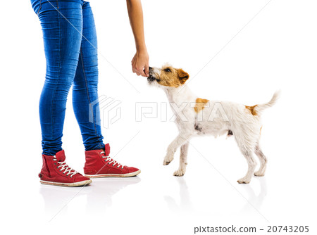 Unrecognizable woman feeding dog isolated 20743205