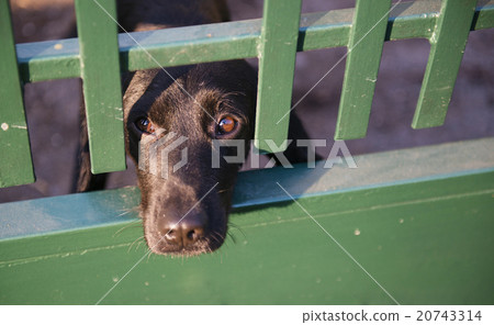 Dog behind the fence 20743314