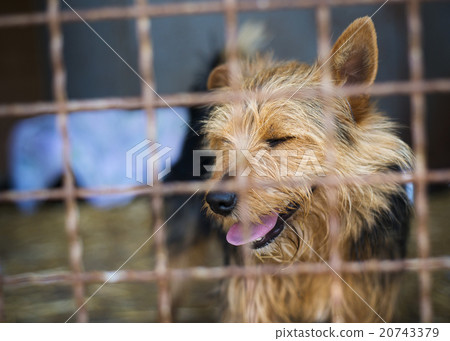 Dog in cage Dog in cage 20743379