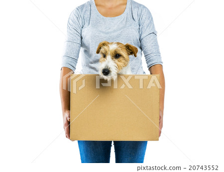 Woman holding dog in box isolated Woman holding dog in box isolated 20743552
