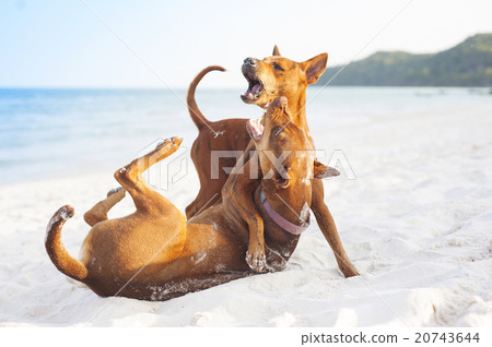 Dogs on beach 20743644