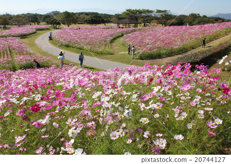 波斯菊公園藍天 波斯菊公園藍天 20744127