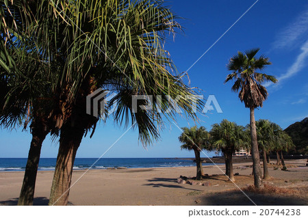Shirahama Beach in Miyazaki prefecture. A blue sky and a tree of a southern country. Shirahama Beach in Miyazaki prefecture. A blue sky and a tree of a southern country. 20744238
