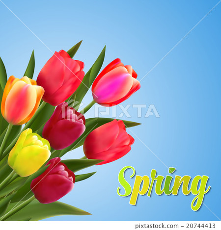 Spring text with tulip flower.  20744413