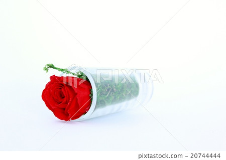 玫瑰 玫瑰 20744444