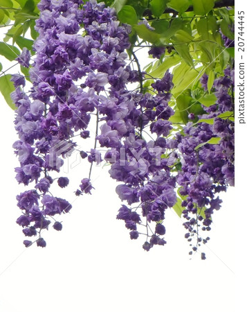 白色背景Yae Koku ryu fuji 白色背景Yae Koku ryu fuji 20744445