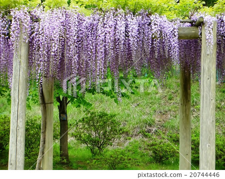 紫藤格子 紫藤格子 20744446