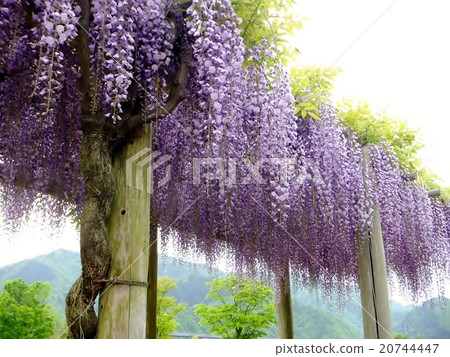 Wistera格子在明亮和清楚的白色背景盛開 Wistera格子在明亮和清楚的白色背景盛開 20744447
