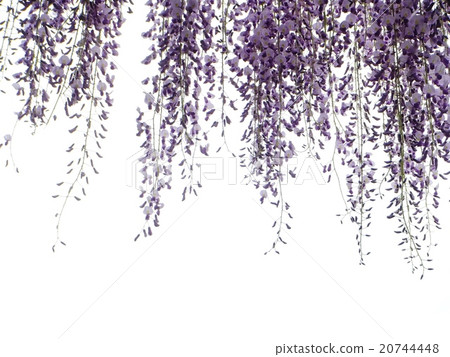 白背美麗的紫藤花 白背美麗的紫藤花 20744448