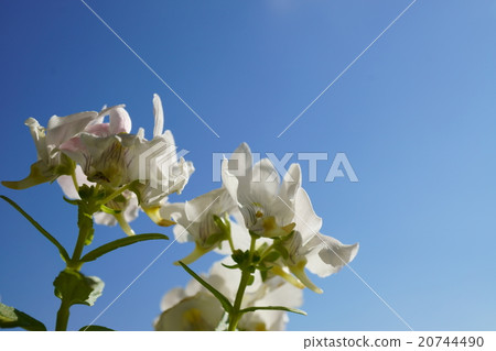 Nemesia Nemesis 20744490