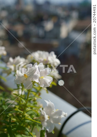 Veranda的Nemesia Nemesis Veranda的Nemesia Nemesis 20744491