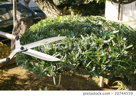 Maki's pruning Maki's pruning 20744559