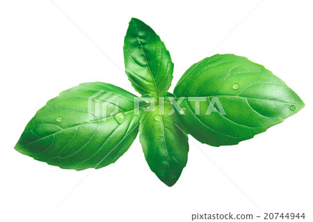 Genovese basil isolated on white Genovese basil isolated on white 20744944
