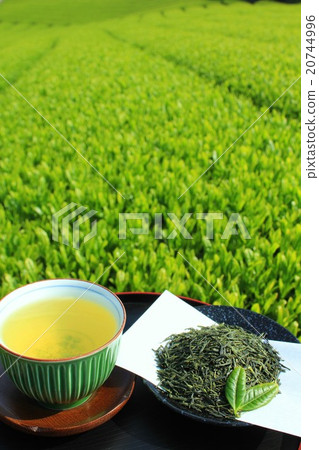新茶和多彩的茶園 新茶和多彩的茶園 20744996