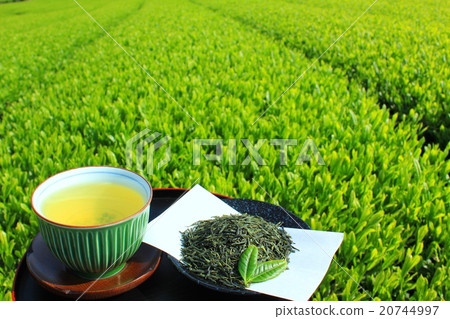 New tea and colorful tea plantation New tea and colorful tea plantation 20744997