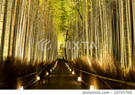 Bamboo Forest - Arashiyama Flower Light Road 20745768